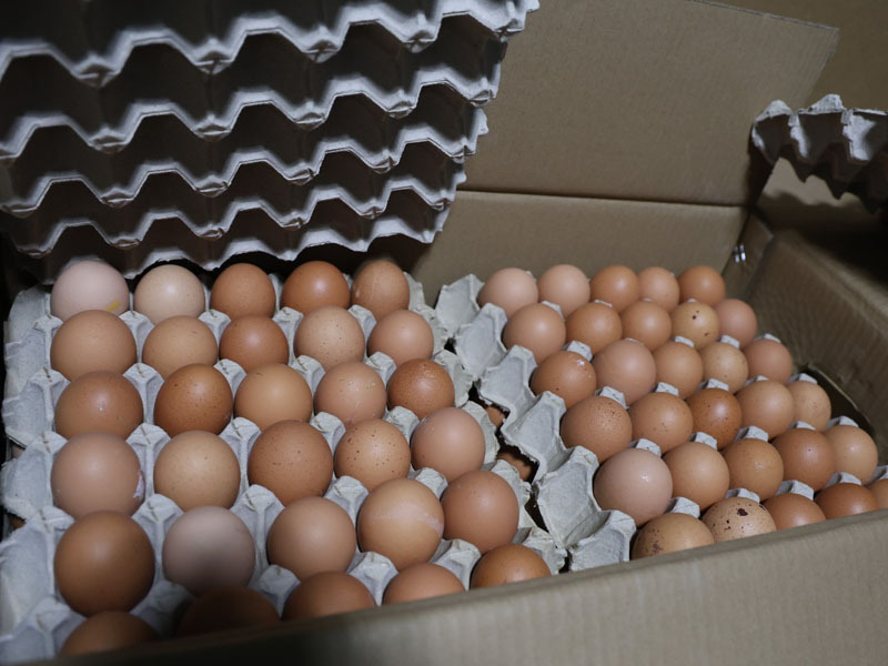 Хуурамч дардастай өндөг худалдан борлуулсан аж ахуйн нэгжид 20.000.000 төгрөгийн торгууль ногдуулав